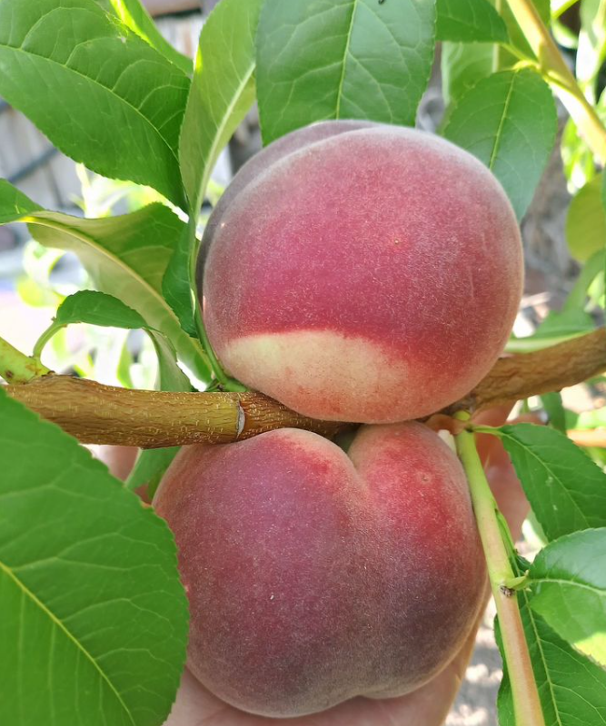 Замечательный плод